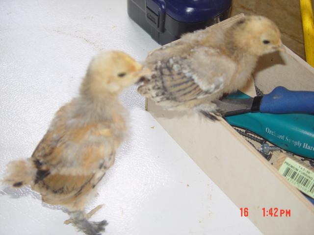 53095_chick5_chick6_pic_2.jpg