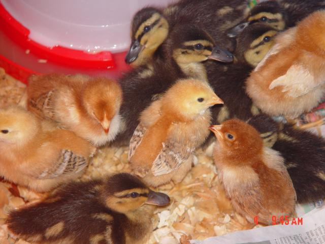 53095_chicks_n_ducks_002.jpg
