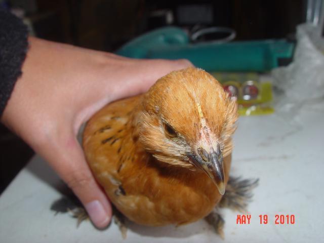 53095_chix_6_headshot.jpg