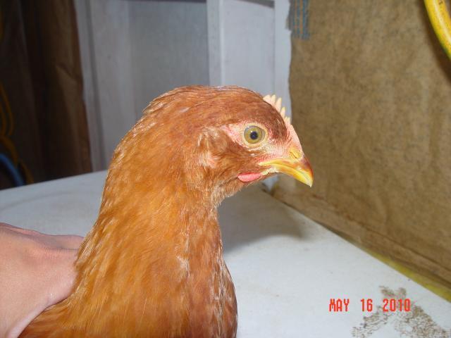 53095_chixn_12_headshot.jpg