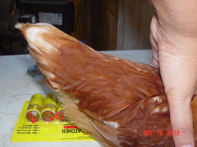 53095_chixn_12_tailshot.jpg