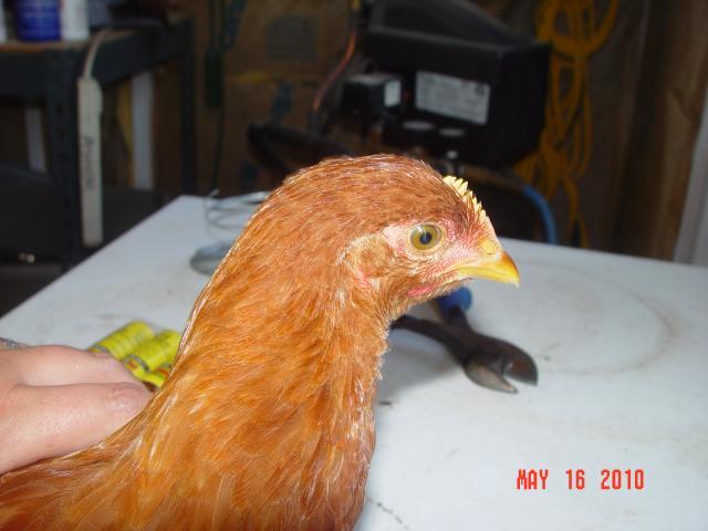 53095_chixn_13_headshot.jpg