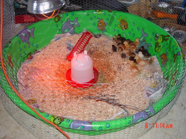 53095_homemade_cheep_brooder_2.jpg