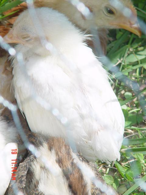53095_lightning_asleep.jpg