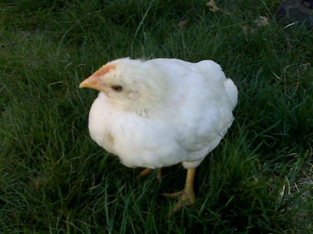 53113_3weekscombwhite.jpg