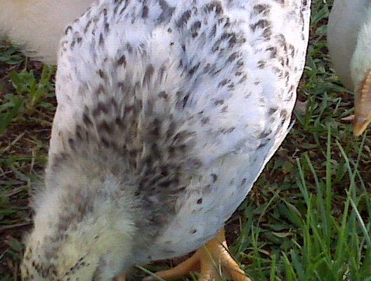 53113_3weekspearled_feathers.jpg