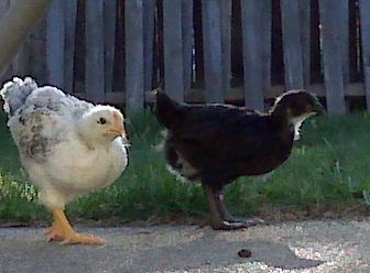 53113_3weekspearledblack.jpg
