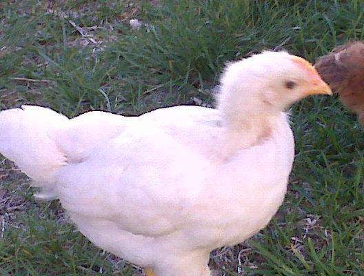 53113_3weekswhitechick.jpg