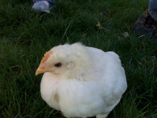 53113_3weekswhitecomb.jpg