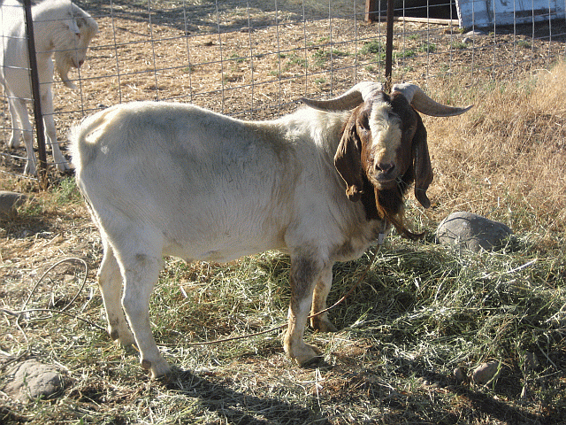 53126_buck2108132011.gif