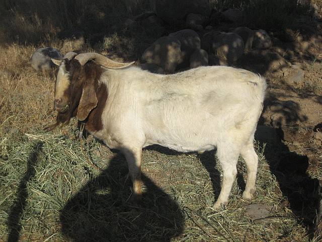 53126_buck2208132011.gif