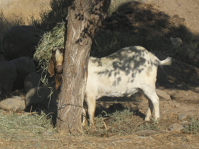 53126_buck2308132011.gif