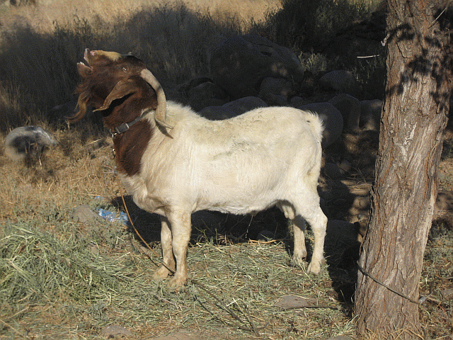 53126_buck2408132011.gif