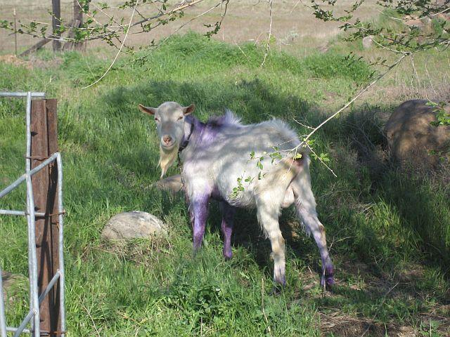 53126_purplegoat.jpg