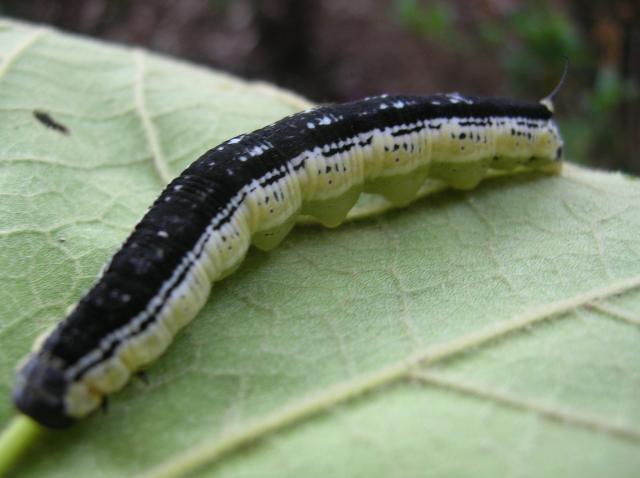 53131_catalpa_worms.jpg