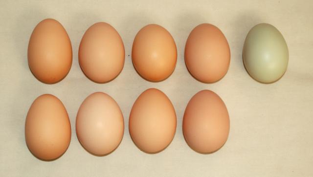 53131_eggs.jpg