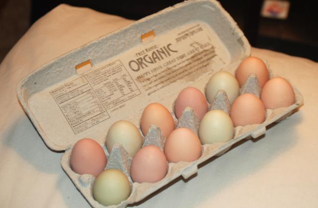 53131_eggs3.jpg