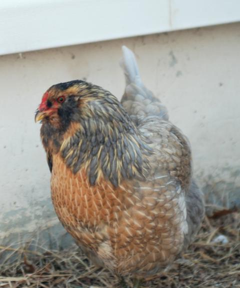 Ameraucana Chicken Color Chart