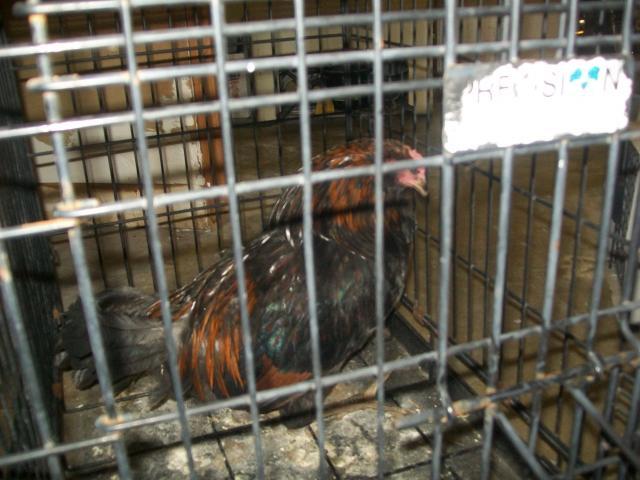 53229_new_chicken_002.jpg