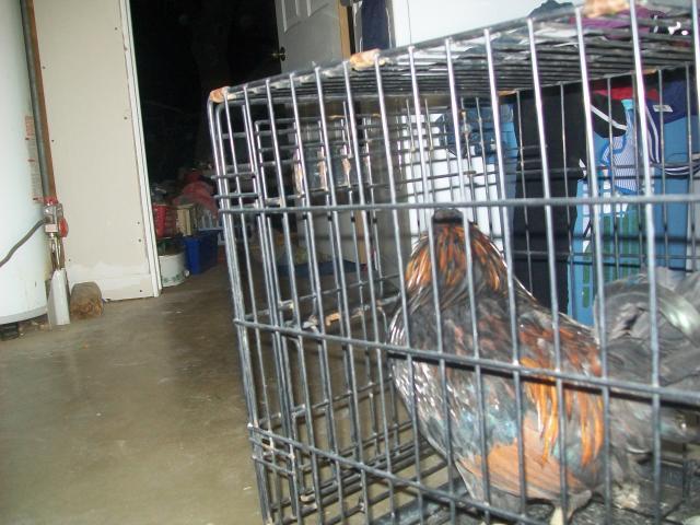 53229_new_chicken_008.jpg
