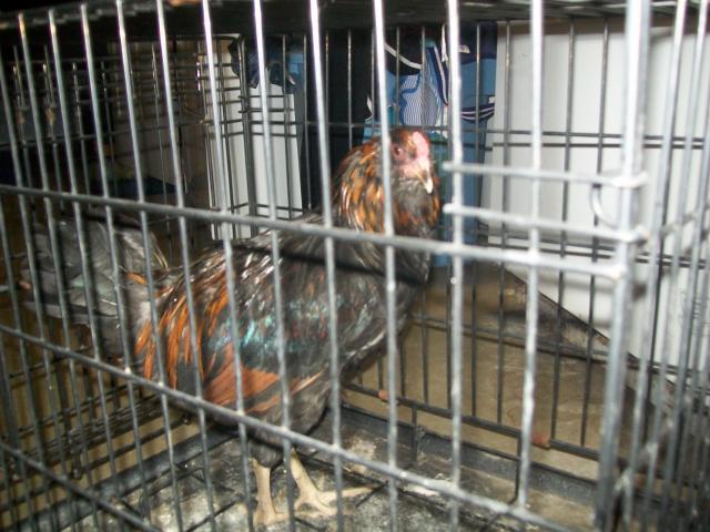 53229_new_chicken_010.jpg