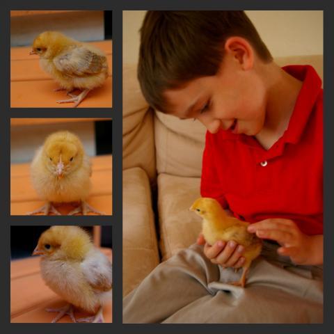 53230_easter_chick.jpg