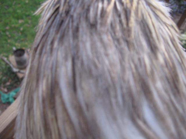 53281_img_2707.jpg