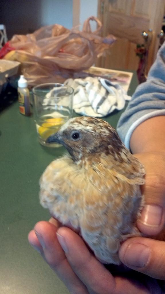 53291_2012-01-05_16-31-21_979_quail.jpg