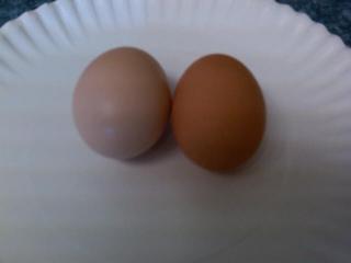 53295_buff_and_barred_eggs.jpg