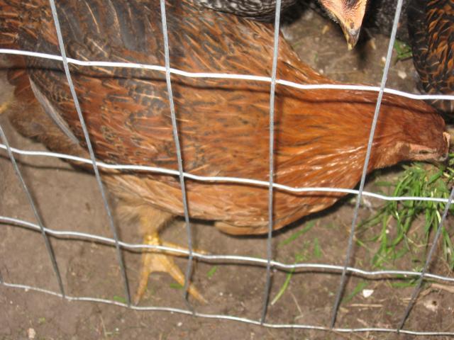53314_little_chicks_010.jpg
