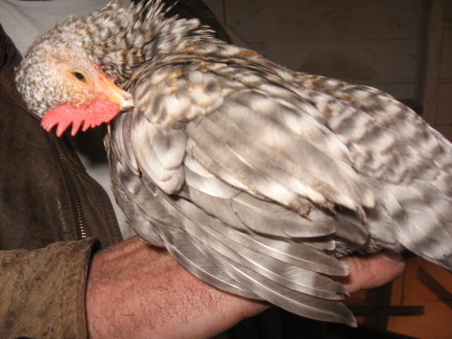 53314_little_chicks_037.jpg