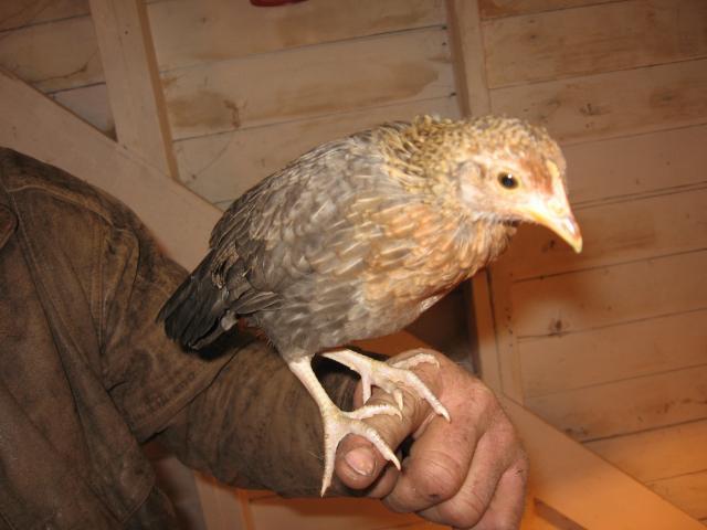 53314_little_chicks_040.jpg