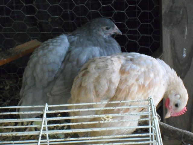 53351_sdc10857.jpg