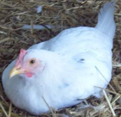 53380_chickens_033.jpg