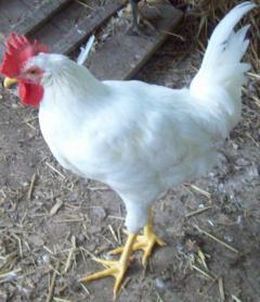 53380_chickens_045.jpg