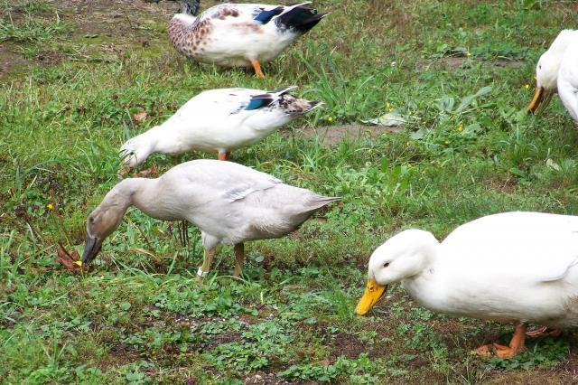 53389_bluehen.jpg