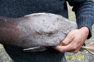53389_metalduckix.jpg