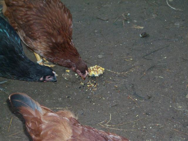 53391_sany0453.jpg