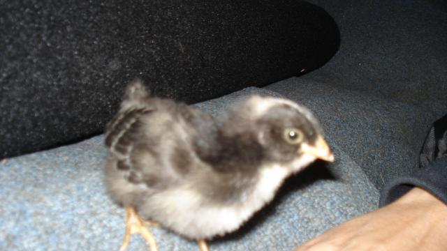 5340_beebers_babies_006.jpg