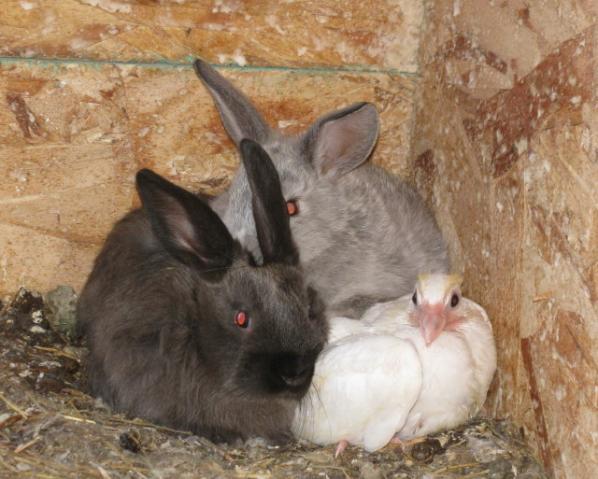 53414_bunnies_and_birds_1.jpg
