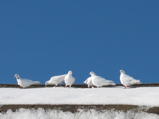 53414_pigeons_1.jpg