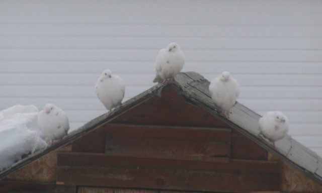 53414_pigeons_1_1.jpg