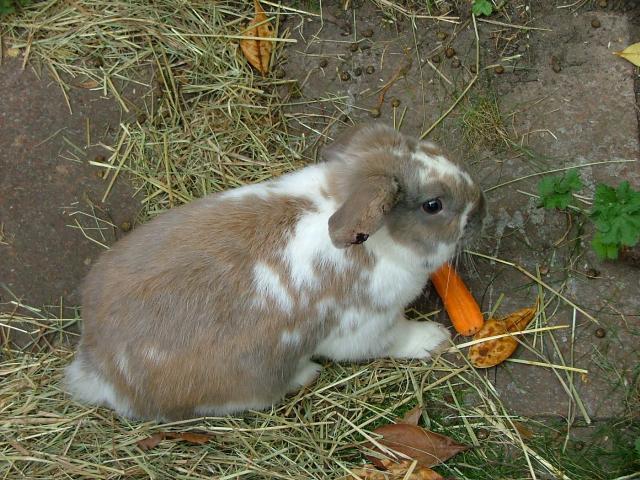 53422_dscf0353.jpg