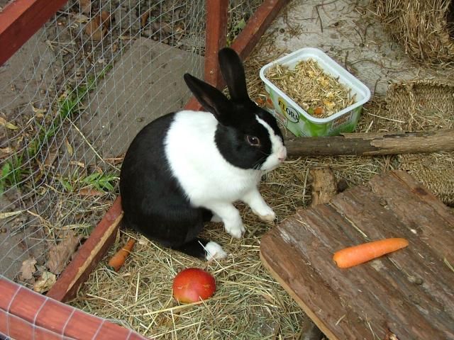 53422_dscf0354.jpg
