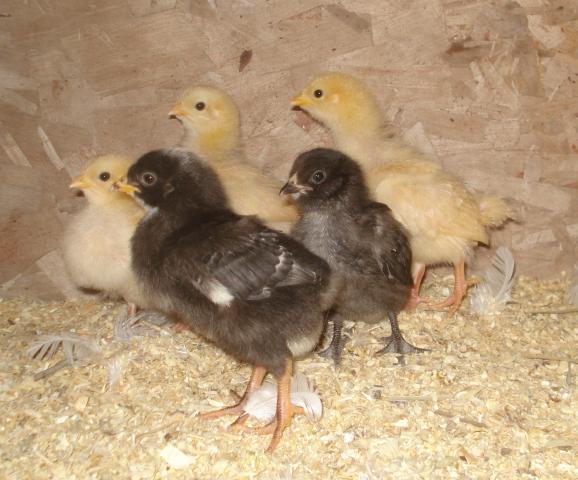 53430_5_chicks.jpg