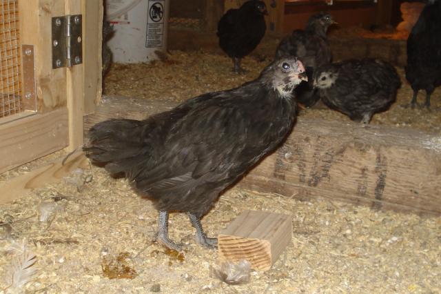 53430_ameraucana-6_weeks.jpg