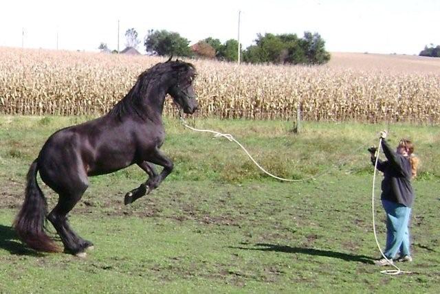 53430_arias_trick.jpg