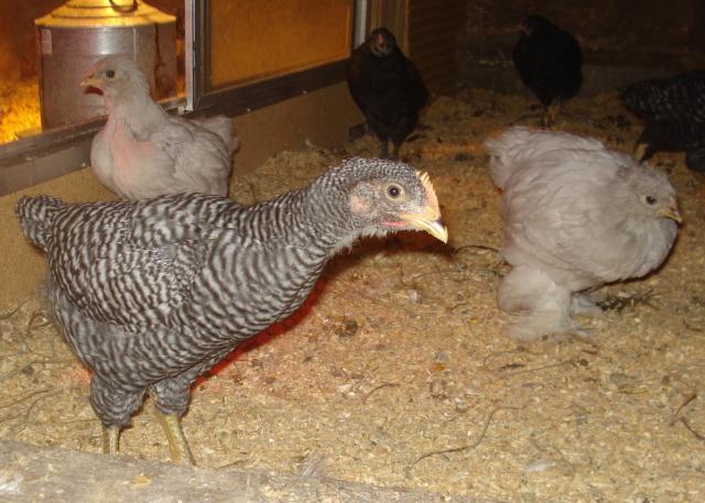 53430_br_cochins.jpg