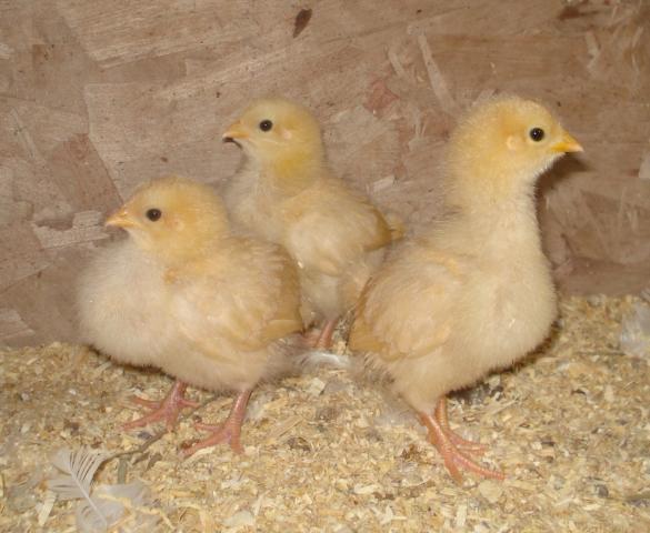 53430_buff_orpington_trio_-_2_weeks.jpg
