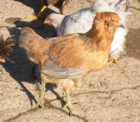 53430_golden_pullet.jpg